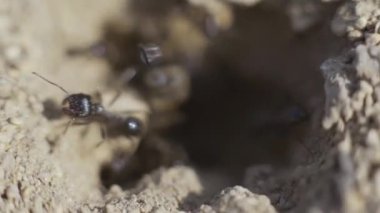 4k ormanındaki yuvadaki bir karınca kolonisinin makro görüntüsü.
