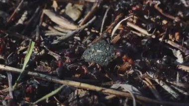 4k ormanındaki yuvadaki bir karınca kolonisinin makro görüntüsü.