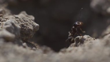 4k ormanındaki yuvadaki bir karınca kolonisinin makro görüntüsü.