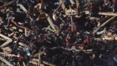 4k ormanındaki yuvadaki bir karınca kolonisinin makro görüntüsü.