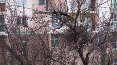 Saksağanlar yuvalarını kedi kuşlardan korur. Kedilere saldırıyorlar.