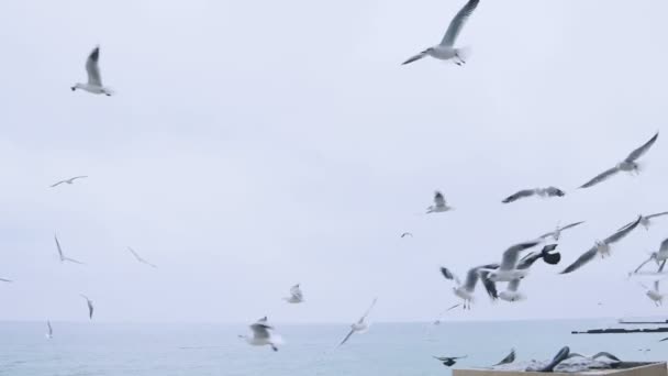 Um bando de gaivotas na praia do mar câmera lenta — Vídeo de Stock