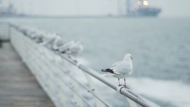 En flock måsar på havsstranden slow motion — Stockvideo