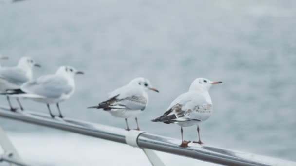 En flock måsar på havsstranden slow motion — Stockvideo