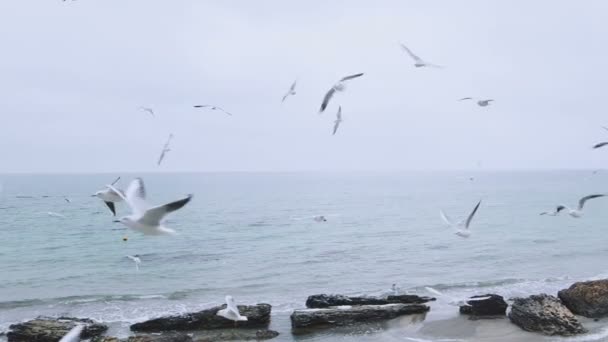 Una bandada de gaviotas en la playa de mar cámara lenta — Vídeos de Stock