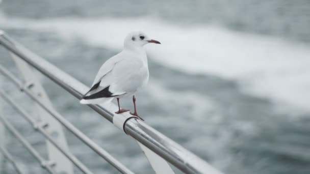 En flock måsar på havsstranden slow motion — Stockvideo