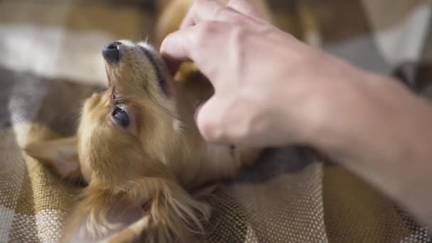 Rozkošný zábavný pes chihuaha spí — Stock video