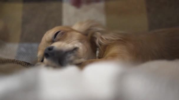Adorable divertido perro chihuaha duerme — Vídeo de stock