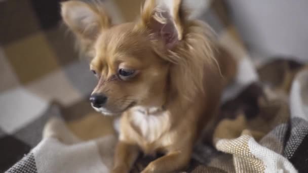 Adorabile divertente cane chihuaha dorme — Video Stock