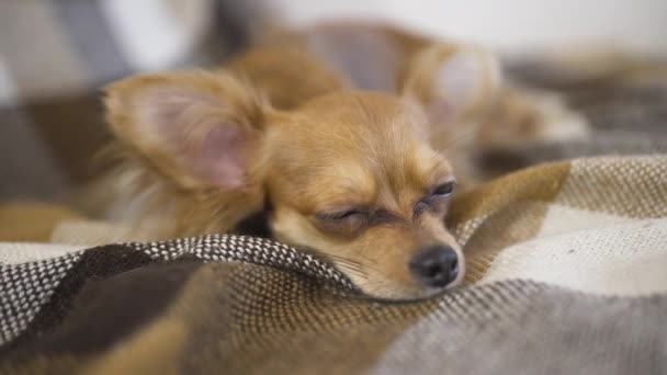 Adorable divertido perro chihuaha duerme — Vídeos de Stock