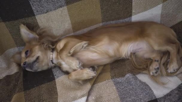 Adorable divertido perro chihuaha duerme — Vídeo de stock