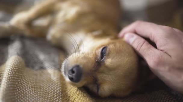 Bedårande rolig hund chihuaha sover — Stockvideo