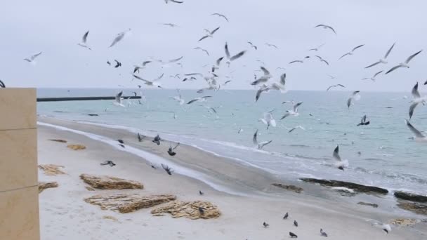 Uno stormo di gabbiani sulla spiaggia al rallentatore — Video Stock