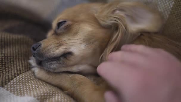 rozkošný zábavný pes chihuaha spí