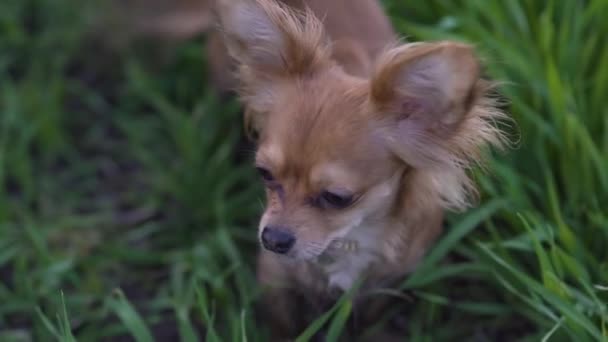 Bedårande rolig hund chihuahua kör i det gröna fältet — Stockvideo