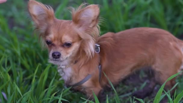 Rozkošný legrační pes chihuahua běží v zeleném poli — Stock video