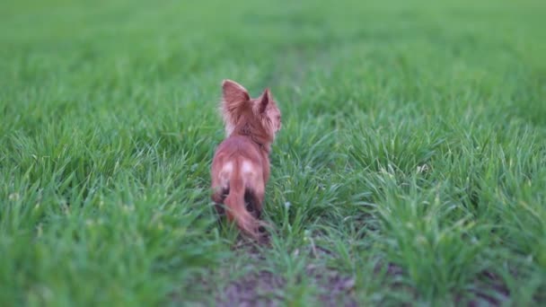 Αξιολάτρευτο αστείο chihuahua σκυλί τρέχει στο πράσινο πεδίο — Αρχείο Βίντεο