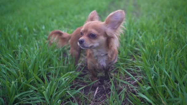 Yeşil tarlada koşan sevimli komik köpek chihuahua. — Stok video