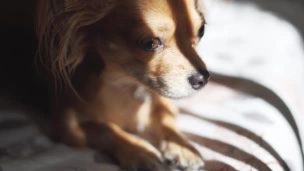 Rozkošný legrační dlouhosrstý čivava pes spí na kostkované — Stock video