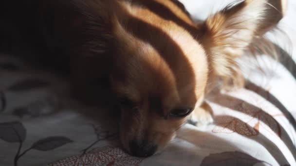 Schattig grappig langharig chihuaha hond slaapt op plaid — Stockvideo