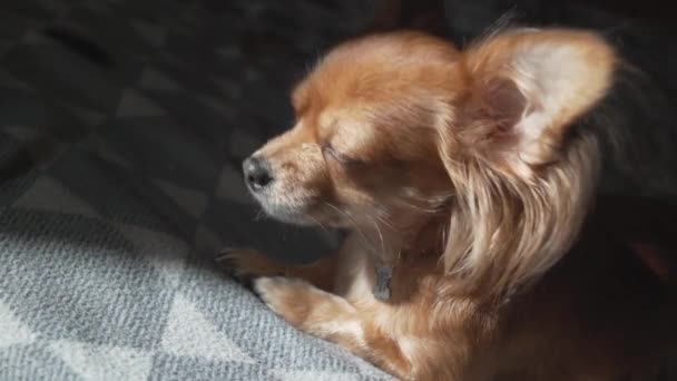 Αξιολάτρευτο αστείο σκυλί chihuaha μακριά μαλλιά κοιμάται σε καρό — Αρχείο Βίντεο