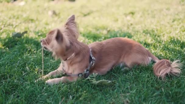 Rozkošný legrační dlouhosrstý pes chihuahua hrát v parku — Stock video