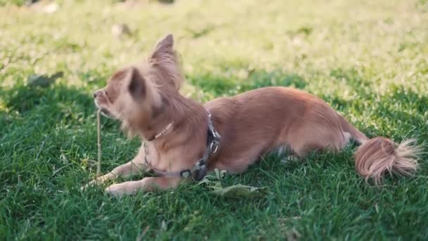 Adorable śmieszne długowłosy pies chihuahua gra w parku — Wideo stockowe