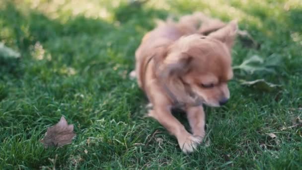 Adorable funny longhair dog chihuahua playing in park — Stock Video