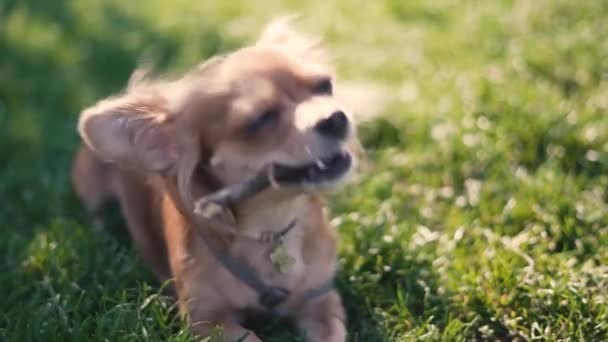 Schattig grappig langharig hond chihuahua spelen in park — Stockvideo