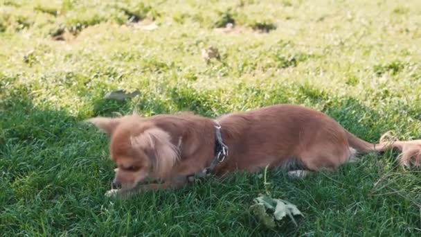 Adorable chien drôle à poil long chihuahua jouer dans le parc — Video