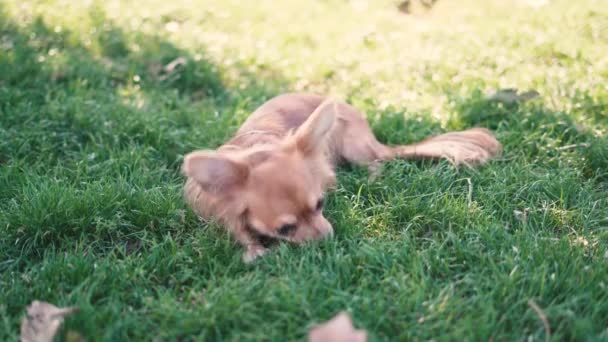 Adorable divertido pelo largo perro chihuahua jugando en parque — Vídeo de stock