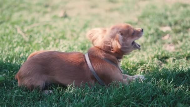 Adorable funny longhair dog chihuahua playing in park — Stock Video