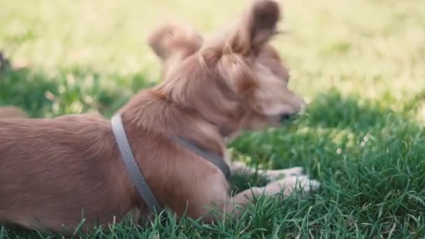 Очаровательная длинноволосая собака чихуахуа играет в парке — стоковое видео