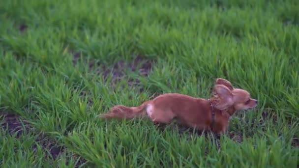 Bedårande rolig hund chihuahua kör i det gröna fältet — Stockvideo