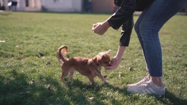 Adorable śmieszne długowłosy pies chihuahua gra w parku — Wideo stockowe