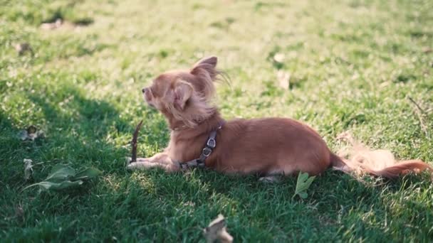 Adorable funny longhair dog chihuahua playing in park — Stock Video