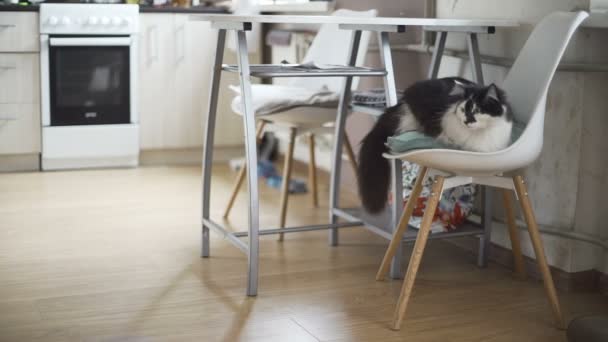 Beau chat moelleux reposant dans la cuisine — Video