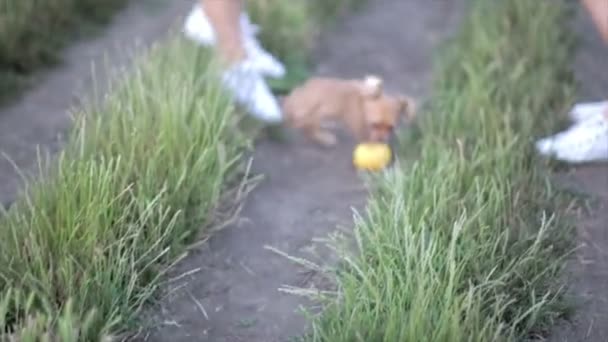 Chihuahua caminar y jugar en la naturaleza en el campo — Vídeo de stock