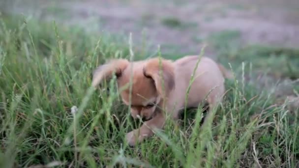 Chihuahua yürüyor ve sahada oynuyor. — Stok video