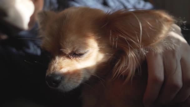 Close up female hand stroking adorable funny longhair chihuaha — Stock Video