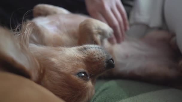 Cerca de mano femenina acariciando adorable divertido pelo largo chihuaha — Vídeos de Stock