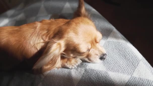 Cerca de mano femenina acariciando adorable divertido pelo largo chihuaha — Vídeos de Stock