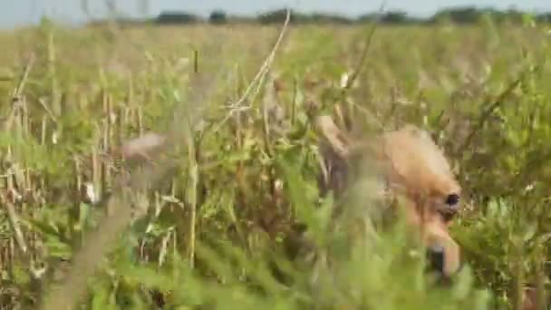 Close up funny dog chihuahua chases its owner on field — Stock Video