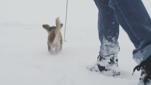 Zblízka dlouhosrstý čivava pes procházka ve sněžném dni na hřišti — Stock video