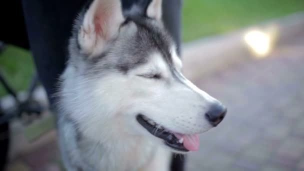 Drôle chien husky avec des yeux différents — Video