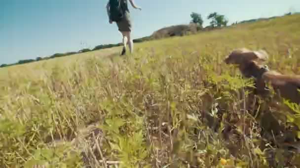 Закрыть смешной собачий чихуахуа гонится за своим владельцем на поле — стоковое видео