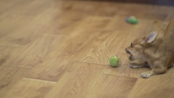 Longhaired chihuahua dog plays — Stock Video