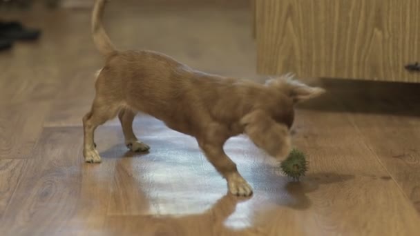 Hosszú hajú chihuahua kutya játszik — Stock videók