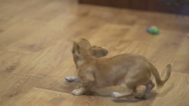 Довгошерстий собака чихуахуа грає — стокове відео