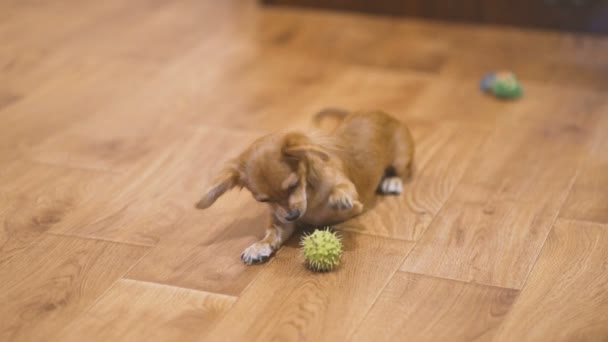 Chihuahua à poil long chien joue — Video